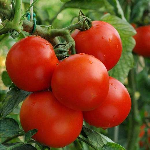 High germination burgundy tomato seeds