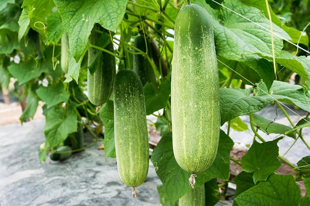 High-yield cucumber seeds for productive gardens