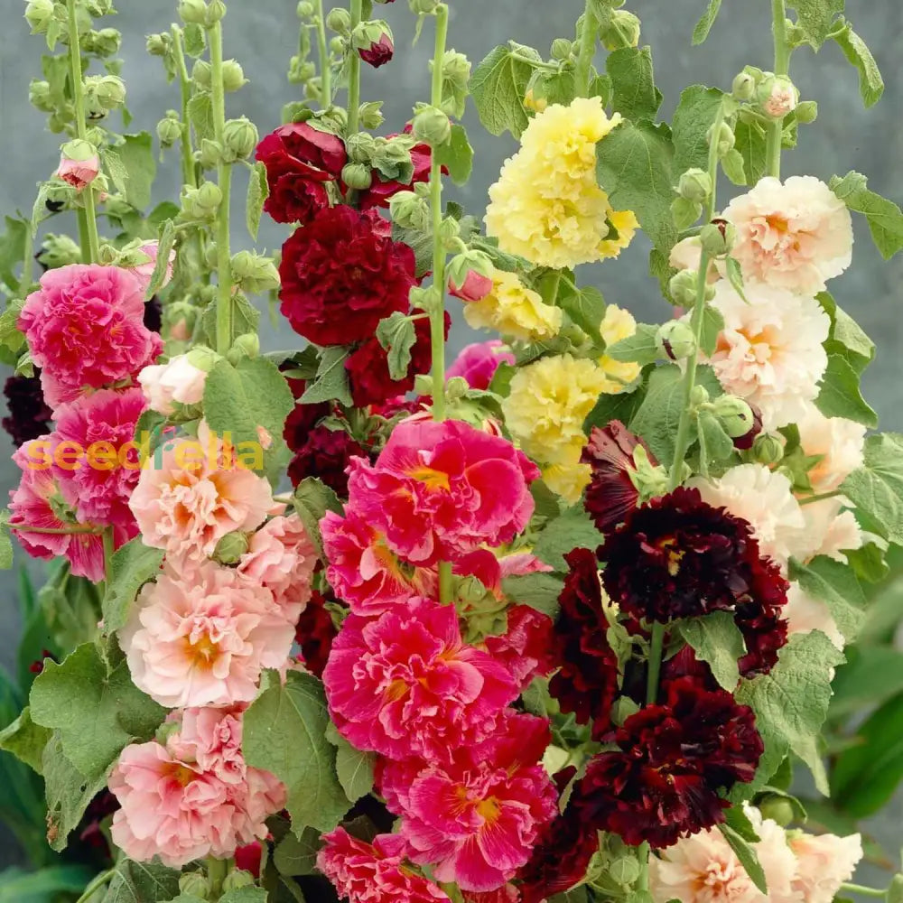 Hollyhock Mix Seeds For Planting  Vibrant Flower Garden Blooms