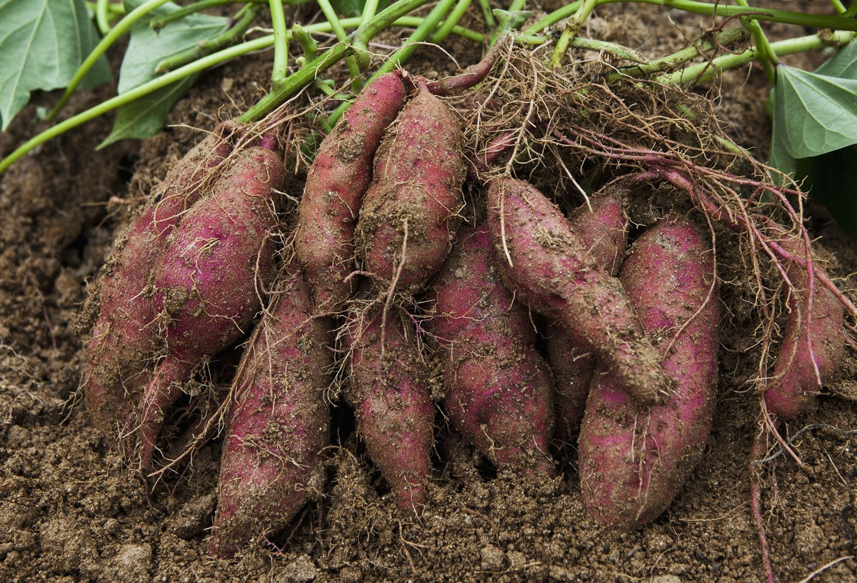Sweet Potato seeds for backyard planting
