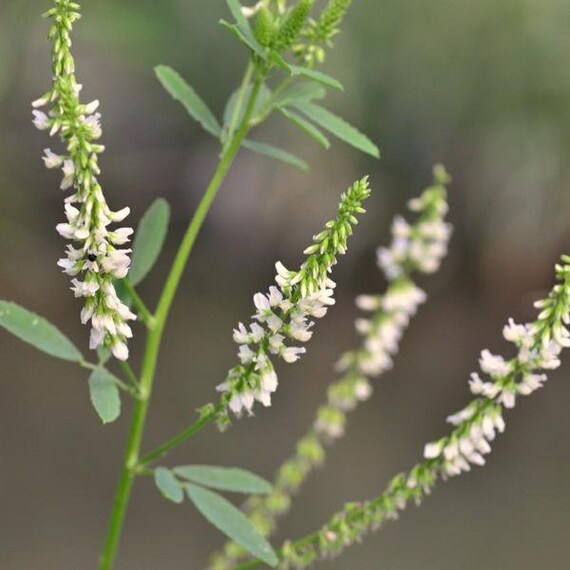 Honeybee foraging on White Blossom Sweet Clover flowers