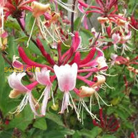 Honeysuckle Lonicera Seeds For Planting - Vibrant Flowering Plant Flower
