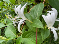 How to Sow Lonicera Japonica Seeds