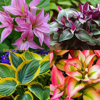 Hosta Jardin Mix Lily Flower Seeds For Planting - Perennial Garden Beauties