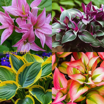 Hosta Jardin Mix Lily Flower Seeds For Planting - Perennial Garden Beauties
