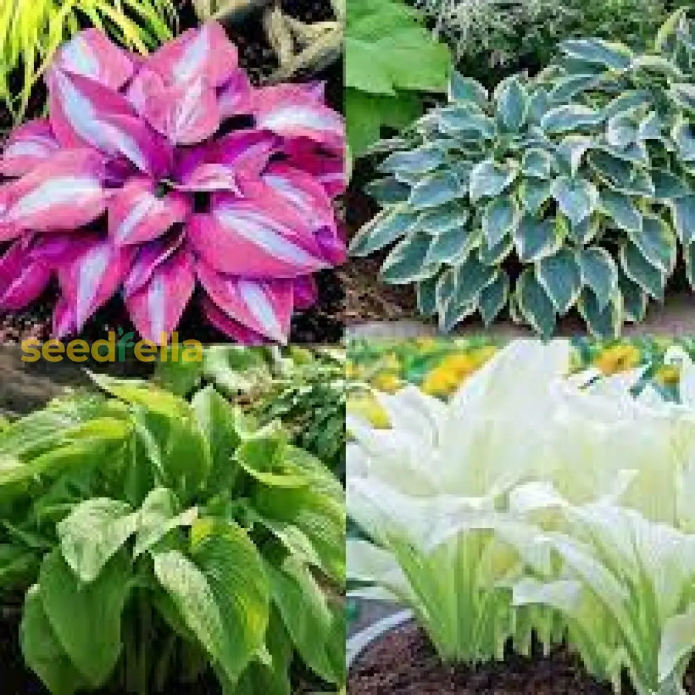 Hosta Jardin Mix Lily Flower Seeds For Planting - Perennial Garden Beauties