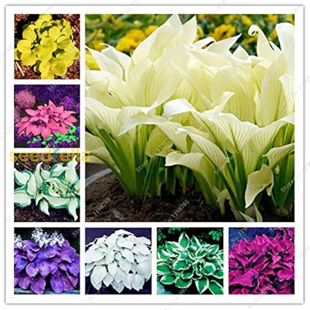 Hosta Jardin Mix Lily Flower Seeds For Planting - Perennial Garden Beauties