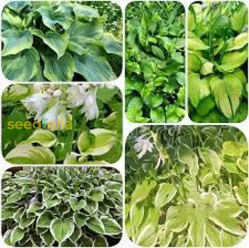Hosta Mix Flower Planting Seeds For Lush Garden Design - Perennial Seed Collection Plant Seeds
