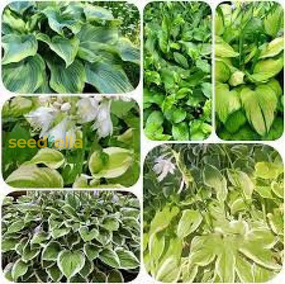 100 Pcs