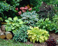 Hosta Mix Flower Planting Seeds For Lush Garden Design - Perennial Seed Collection Plant Seeds