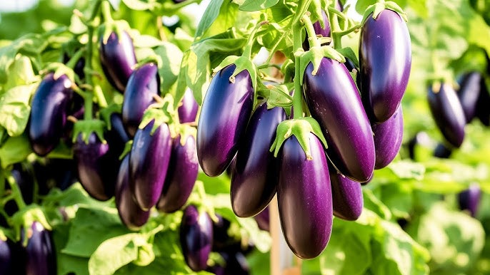 Millionaire Purple Eggplant Seeds for Planting  Grow Delicious Eggplants in Your Garden