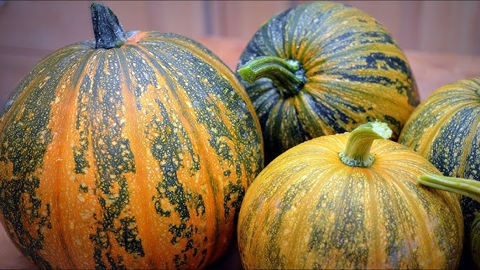 Kakai Hull-Less Pumpkin Seeds for Easy Planting