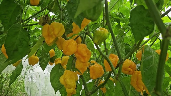 MOA Yellow Scotch Bonnet Pepper Seeds for Planting