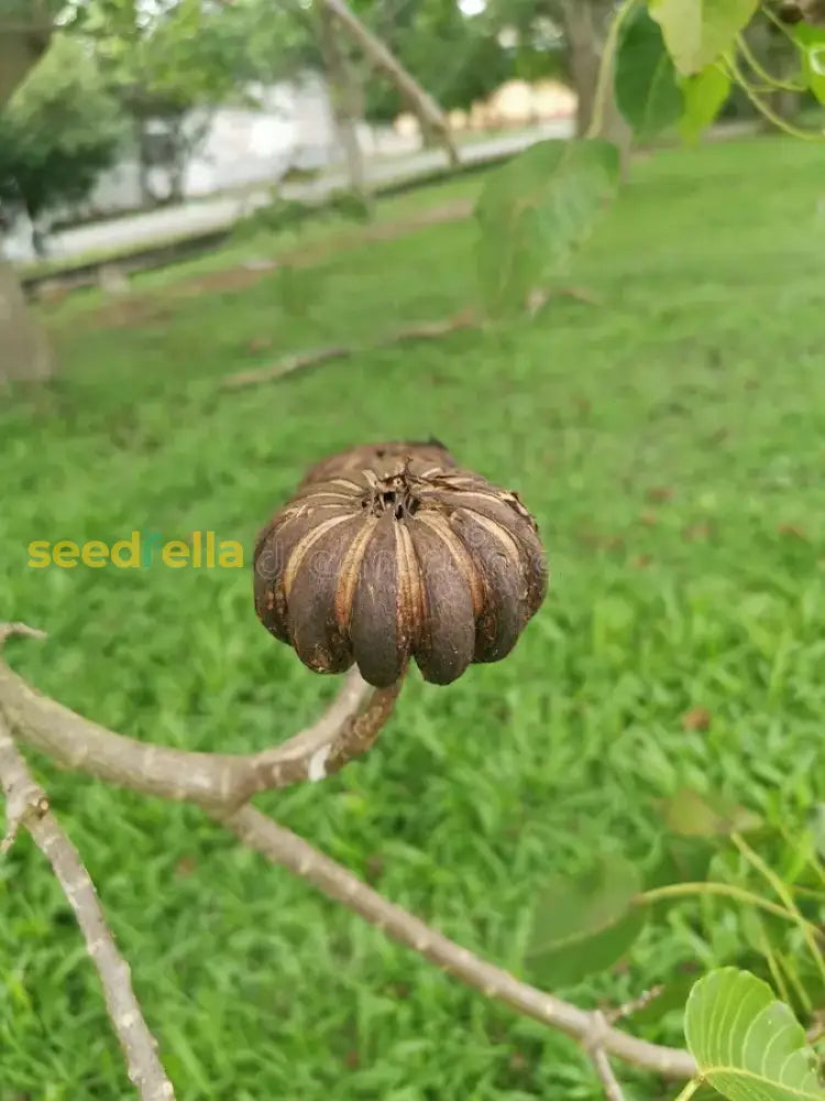 Hura Crepitans Seeds For Planting - Grow Your Own Sandbox Tree Flower