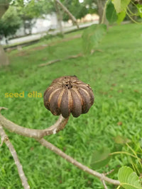 Hura Crepitans Seeds For Planting - Grow Your Own Sandbox Tree Flower