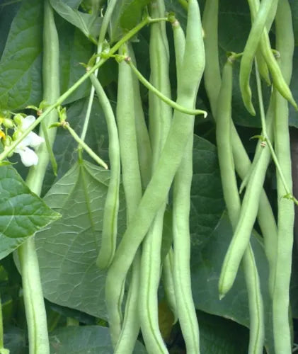 Green Lake Bean Planting Seeds