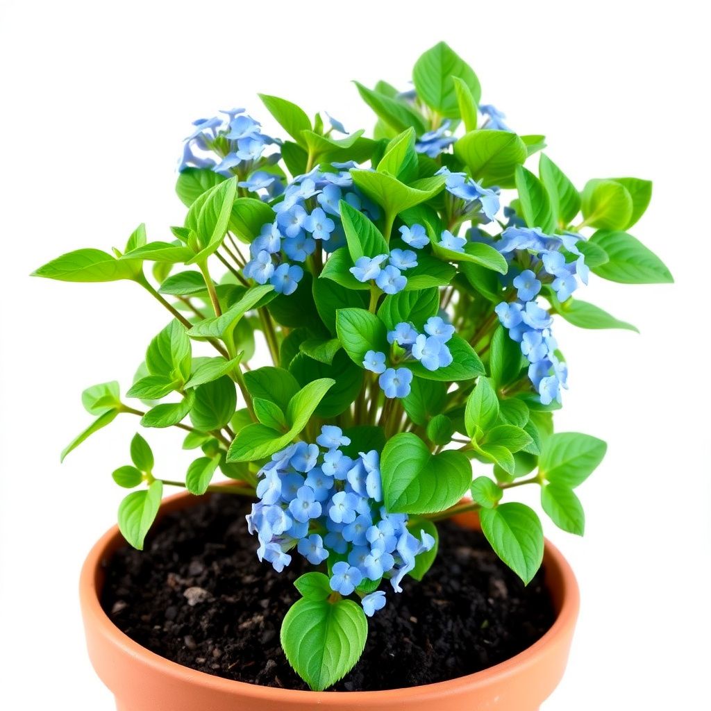 Forget Me Not Seeds – Beautiful, Hardy Flowers for Your Garden or Flowerbeds