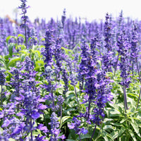 Hyssop Seedlings Growing Indoors in Pots Before Transplanting