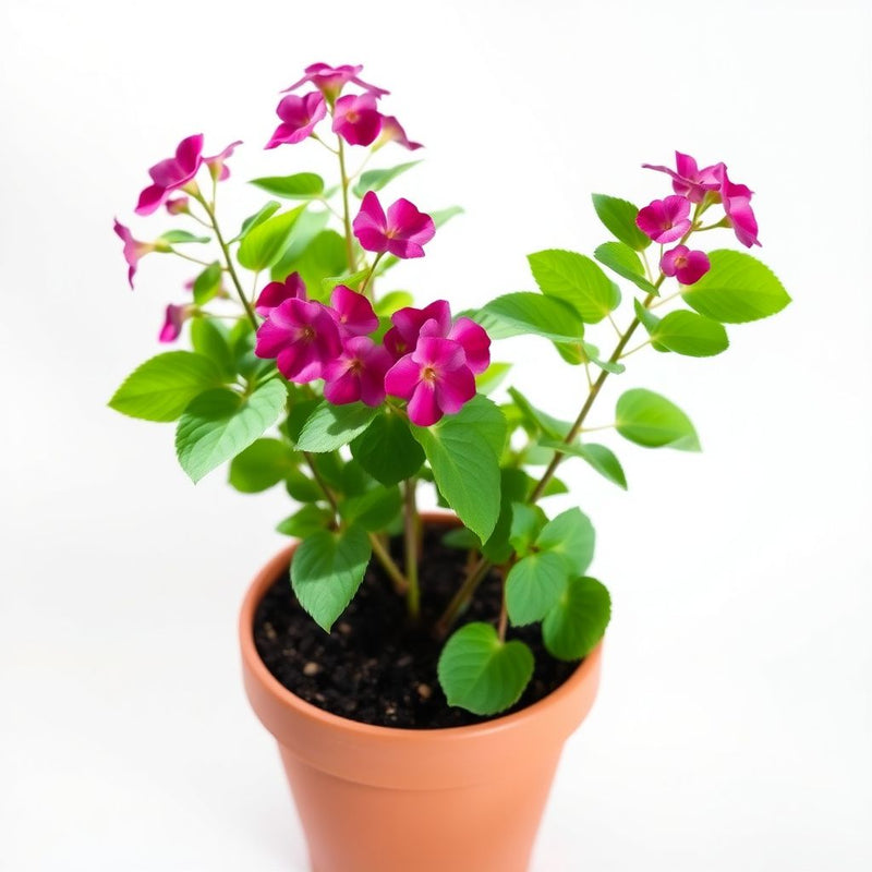 Heirloom Schizanthus Flower seeds for Planting Shade Tolerant Heirloom & GMO Free Seeds for Home Garden