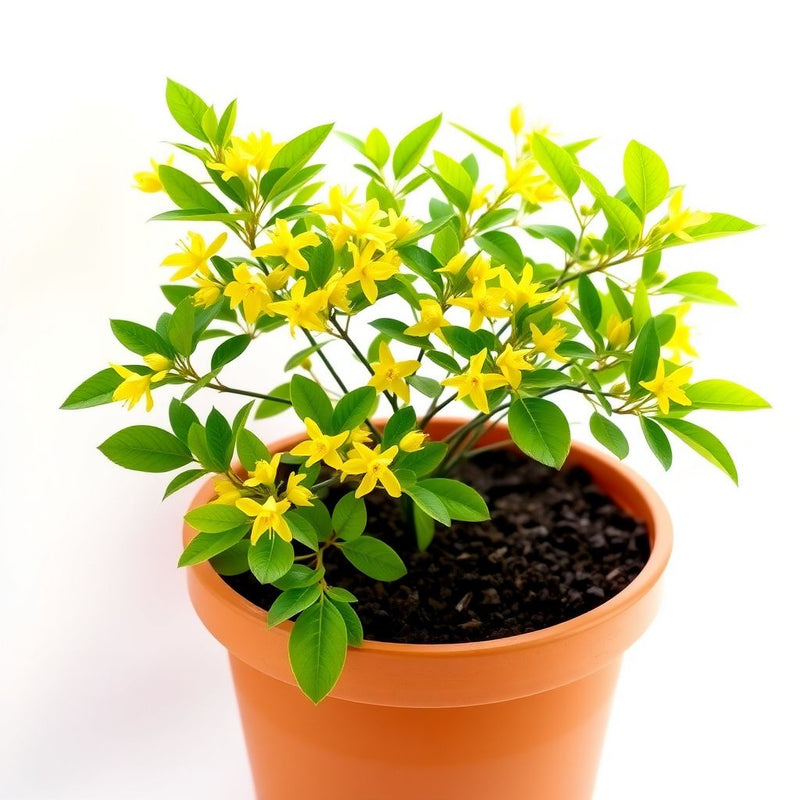 Yellow Osmanthus Flower seeds for Planting Garden Favorite Heirloom & GMO Free Seeds for Home Garden