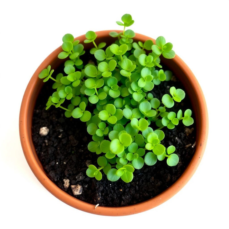 Rock Cress Plant Seeds Planting Hardy