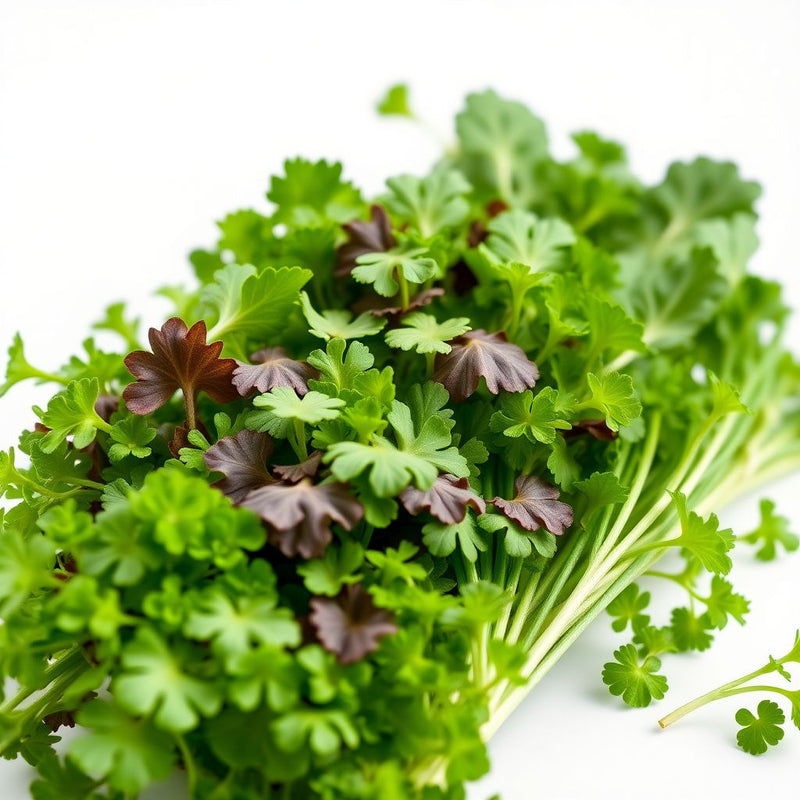 Mixed Mesclun Vegetable Seeds for Your Garden