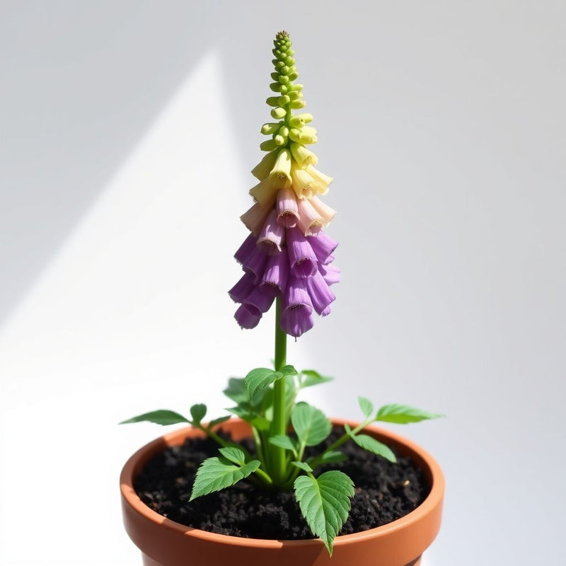Aconitum Napellus Flower seeds for Planting - Premium Quality, Heirloom & GMO Free Seeds for Home Garden