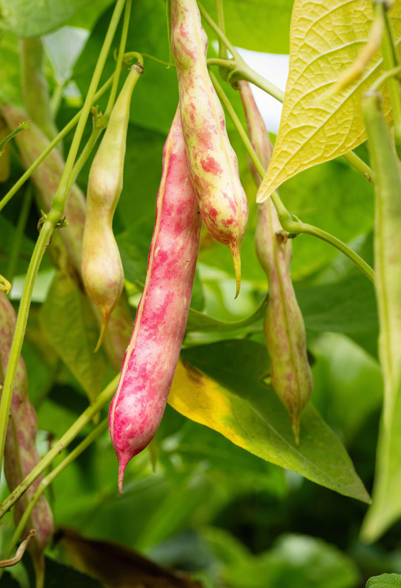 Red Pole Kidney Bean Vegetable Seeds for Easy Planting