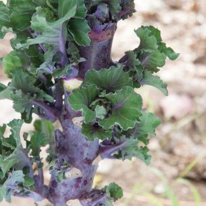 Purple Kalettes Vegetable Seeds for Planting