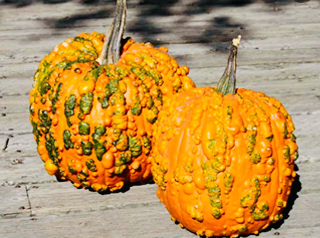 Orange Knucklehead Pumpkin Seeds for Planting