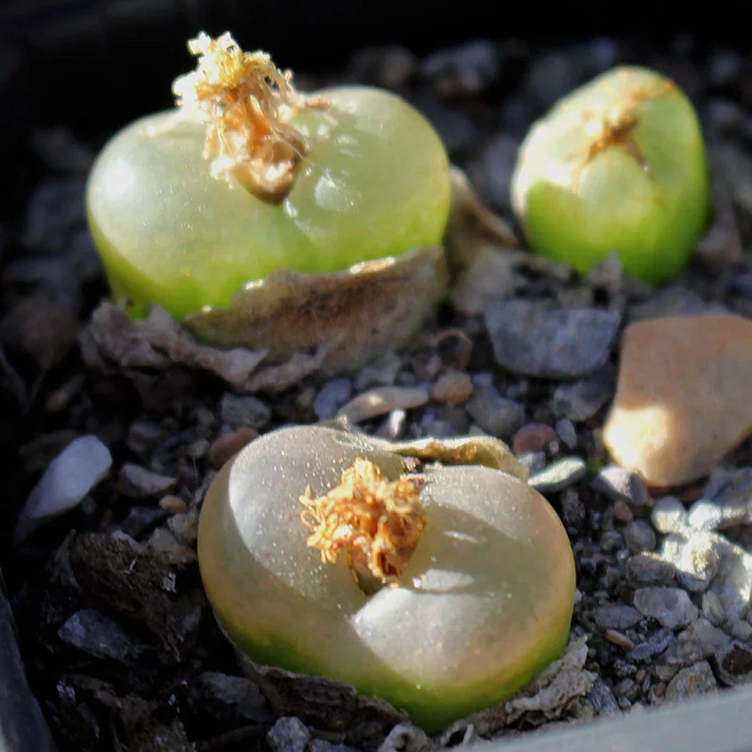 Green Conophytum Ratum Flower seeds for Planting - Garden Favorite, Heirloom & GMO Free Seeds for Home Garden