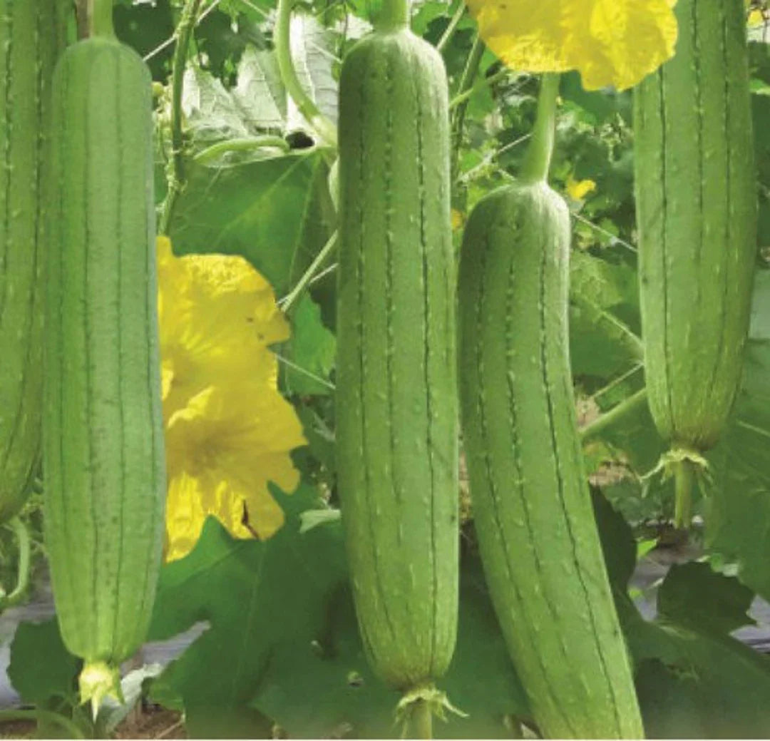 Yellow Luffa Flower seeds for Planting - Vibrant Colors, Heirloom & GMO Free Seeds for Home Garden