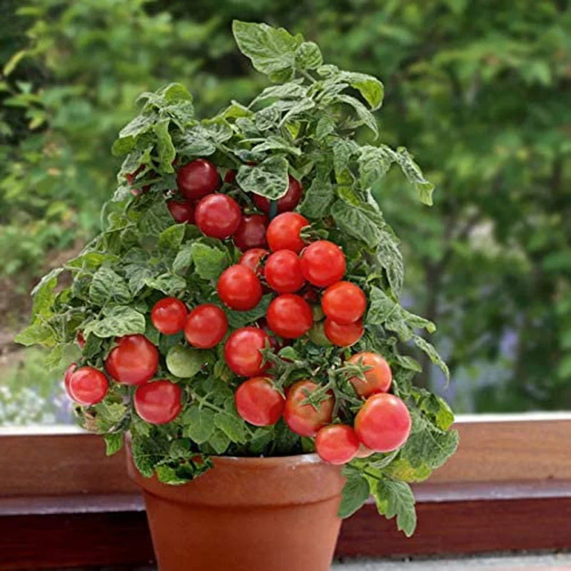 Red Bonsai Tomato Planting Seeds for Home Gardens