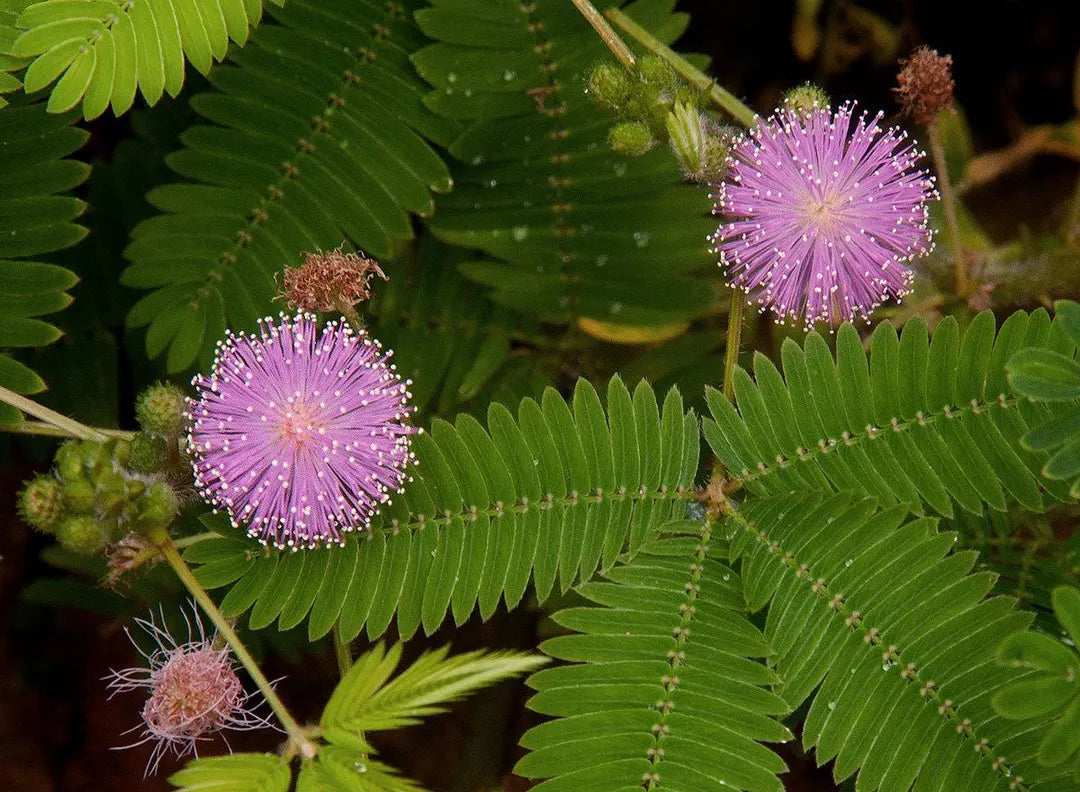 Planting Seeds: Green Mimosa Pudica