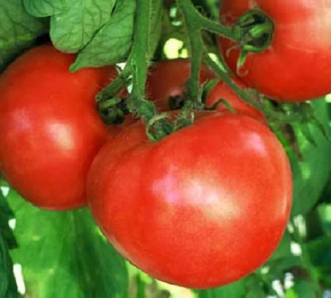 Red Vegetable Tomato Seeds for Planting
