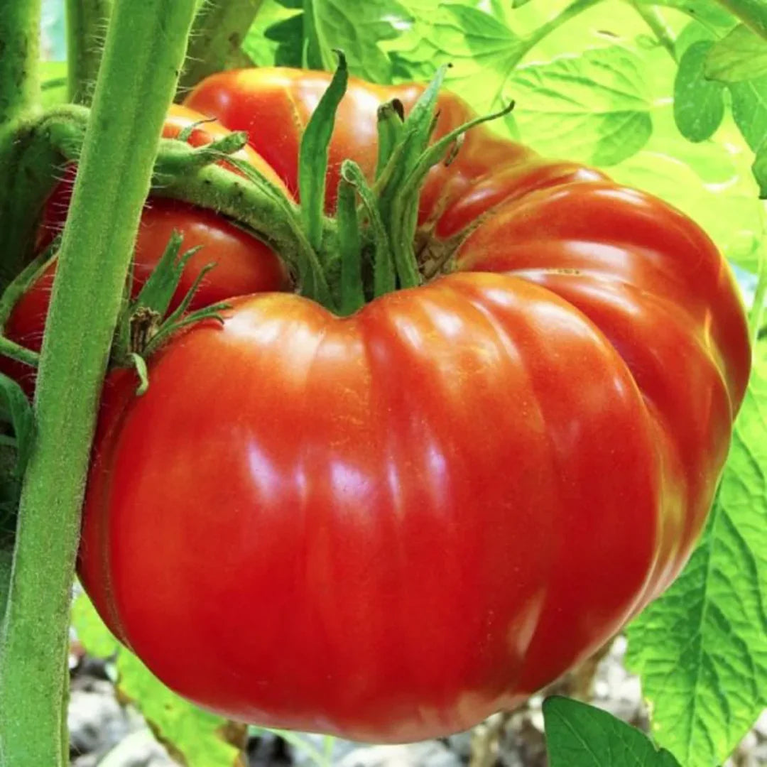 Giant Tomato Vegetable Planting Seeds