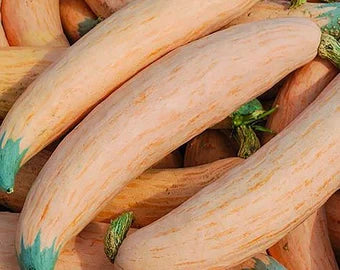 Georgia Candy Roaster Vegetable Seeds for Planting