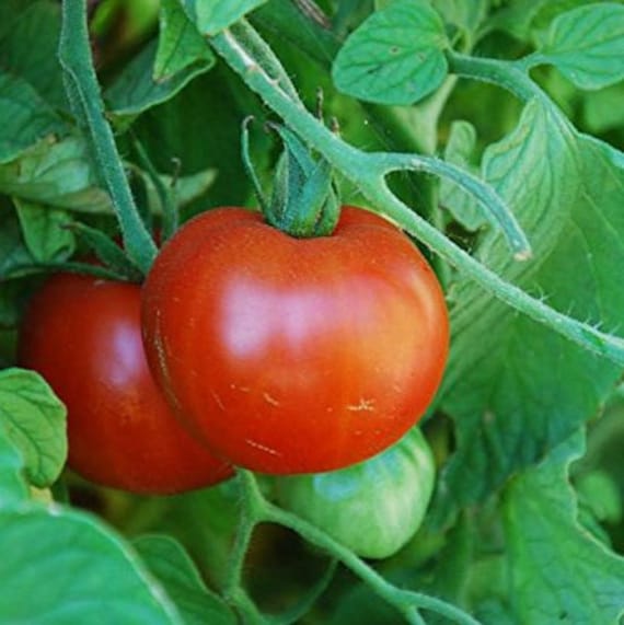 Sub Arctic Plenty Tomato Seeds for Early, Productive Tomatoes