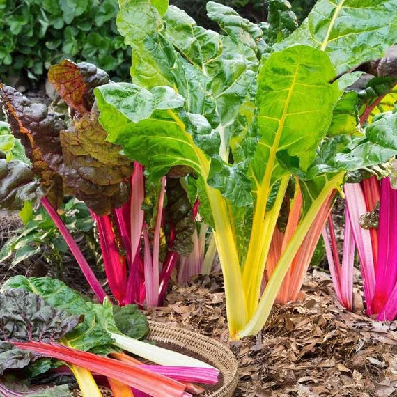 Mixed Swiss Chard Planting Seeds for Your Garden