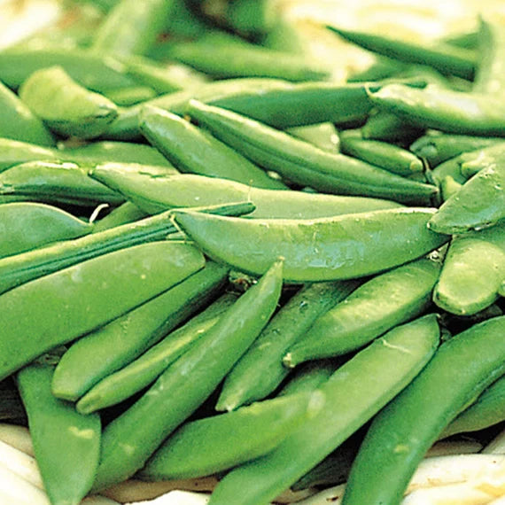 Sugar Ann Snap Pea Planting Seeds