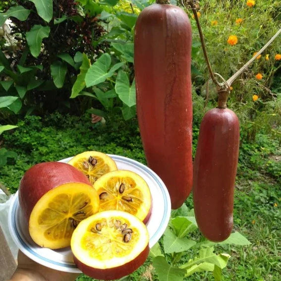 Cassabanana Vegetable Seeds for Gardening