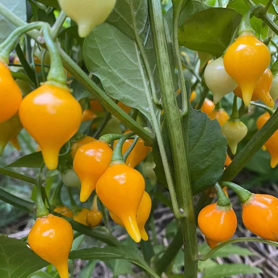 Yellow Biquinho Pepper Planting Seeds - Vibrant Fruit for Your Garden