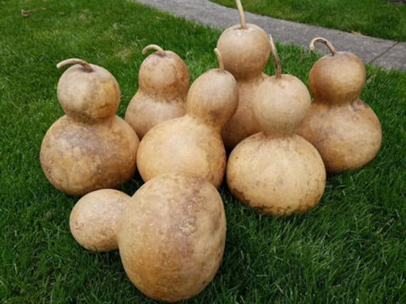 Brown Gourd Vegetable Seeds for Easy Planting