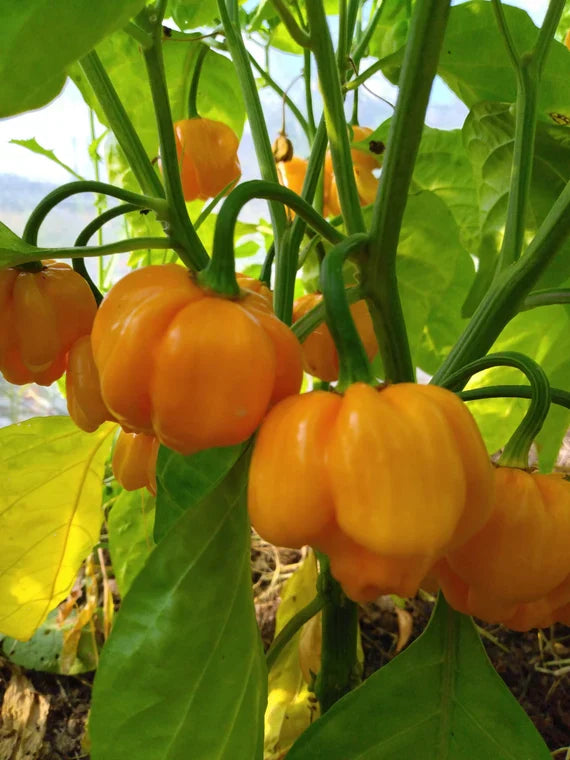 Bahamian Vegetable Seeds for Planting