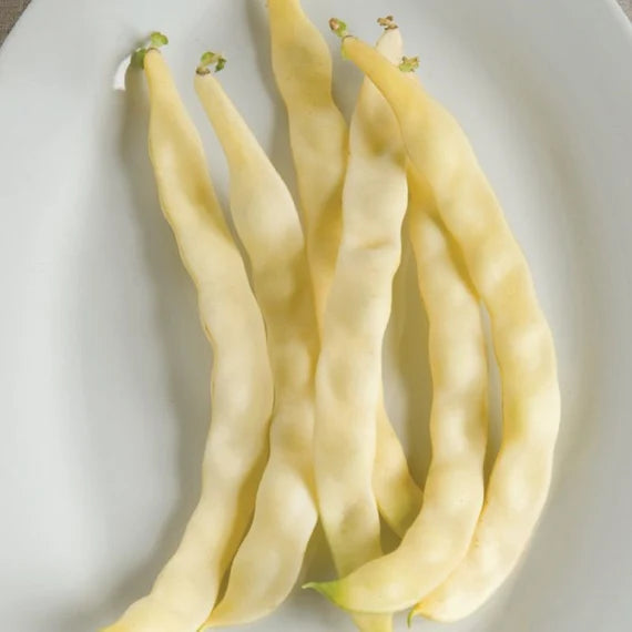 Venezia Bean Vegetable Seeds for Your Garden