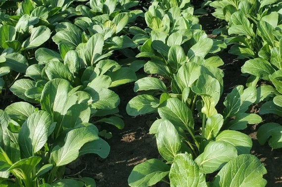 Yu Choy Vegetable Planting Seeds