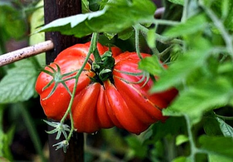 Zapotec Tomato Vegetable Seeds Planting Pack