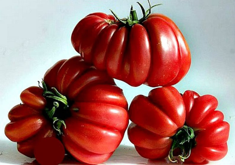 Zapotec Tomato Vegetable Seeds Planting Pack
