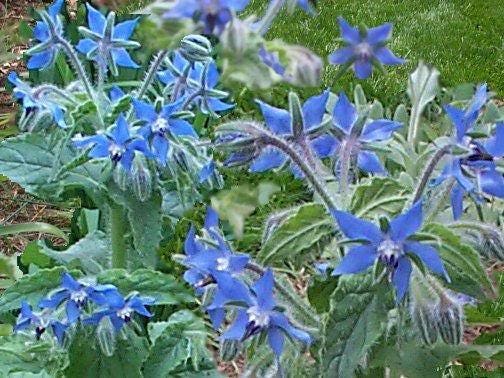 Blue Star Borage Herb (Borago Officinalis) Flower Seeds