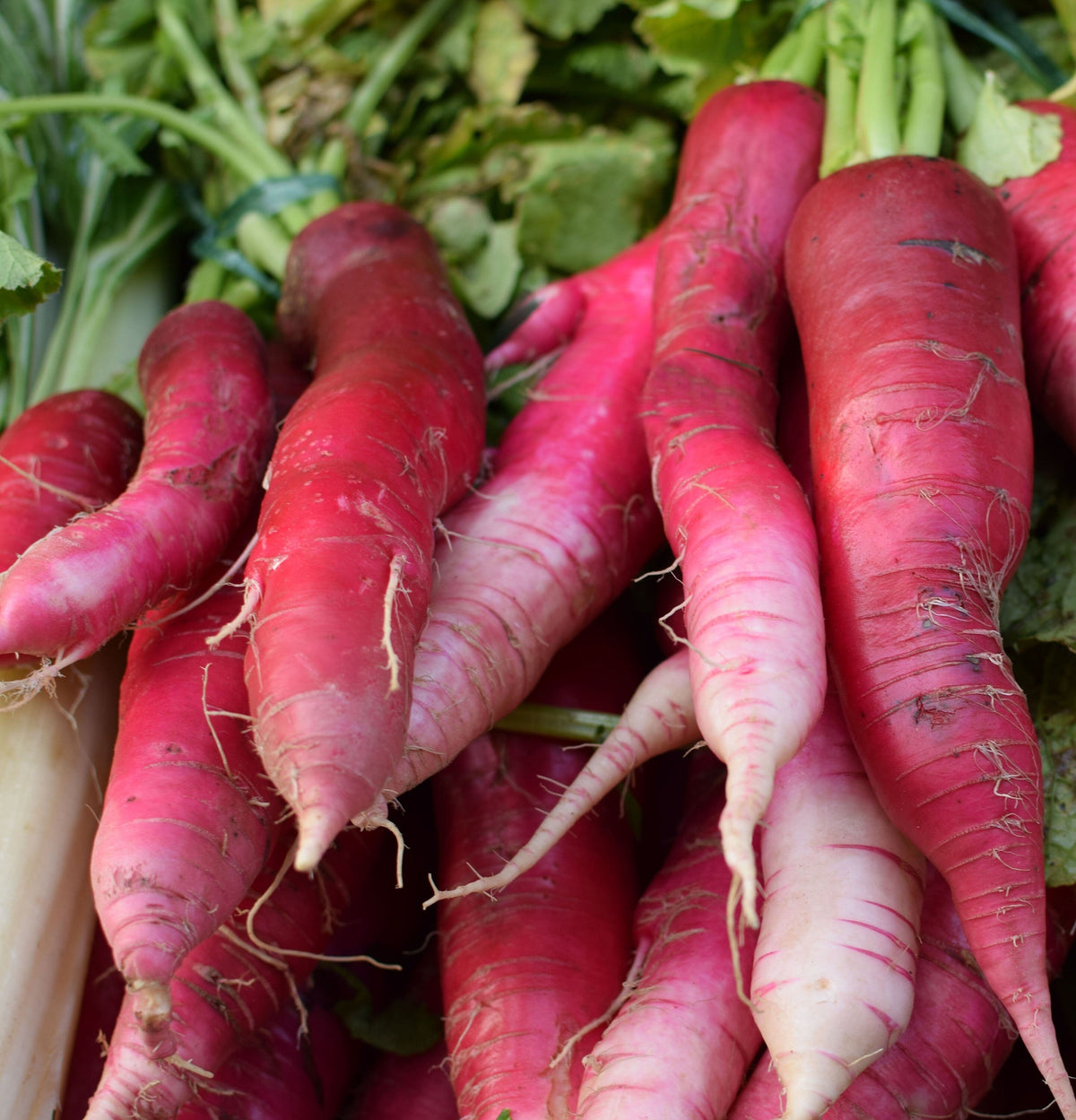 China Rose Rettichsamen Seeds for Spicy, Flavorful Radishes
